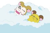BUY NEW hamtaro - 35081 Premium Anime Print Poster