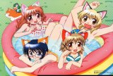 BUY NEW hidamari sketch - 194206 Premium Anime Print Poster