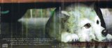 BUY NEW wolfs rain - 103775 Premium Anime Print Poster