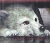 BUY NEW wolfs rain - 163737 Premium Anime Print Poster