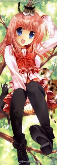 BUY NEW yoki koto kiku - 148147 Premium Anime Print Poster